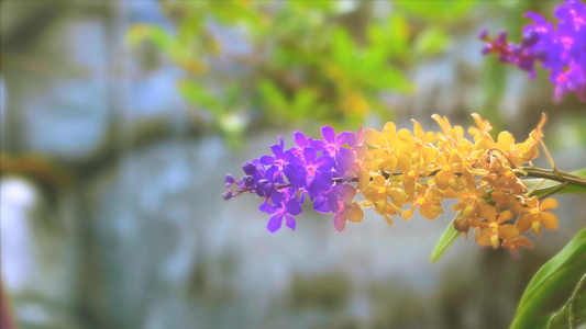 紫红色兰花花花开花变黄色绿叶和模糊的蓝瀑布背景视频