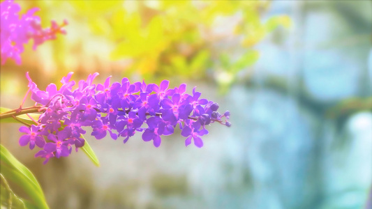 紫罗兰花花朵开花黄绿叶和夏天模糊的蓝瀑布背景视频