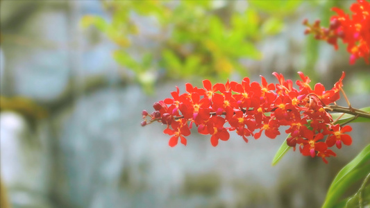 红兰花花开花黄绿叶和模糊的蓝瀑布背景视频
