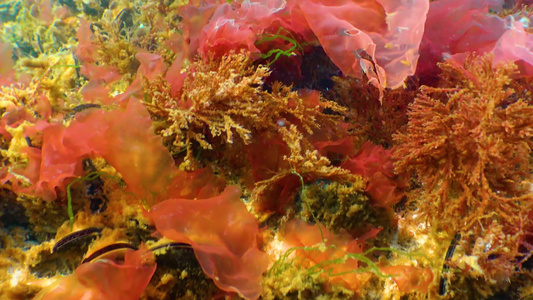 黑海岩石上的红藻类porphiraLeucostacticta视频
