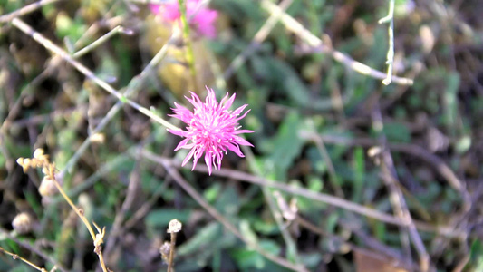 地上粉红色花朵视频