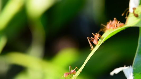 在芒果叶上步行的蚂蚁视频