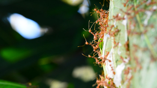 在芒果叶上步行的蚂蚁视频