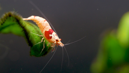 红蜜蜂侏儒虾留在新鲜水水缸中的绿叶上视频