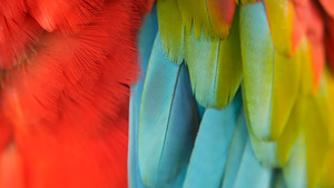 在热带丛林森林中红色的红斑纹鹦鹉14秒视频
