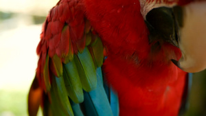 在热带丛林中的亚马逊红色红斑纹鹦鹉16秒视频