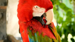 在热带丛林森林中红色红斑纹鹦鹉30秒视频