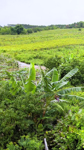 云南葡萄酒种植基地航拍云南水果视频