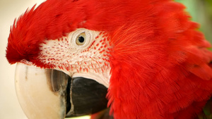 在热带丛林森林中的亚马逊红色红斑纹鹦鹉17秒视频