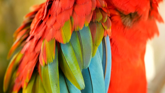 在热带丛林森林中红色的amazon红色红斑纹鹦鹉或视频