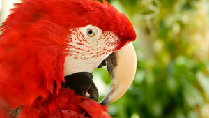 在热带丛林森林中红色的红斑纹鹦鹉24秒视频