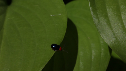 红甲虫和黑甲虫视频