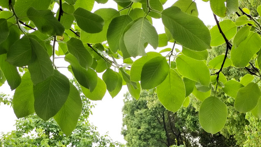 春天嫩绿的植物叶子4k实拍视频