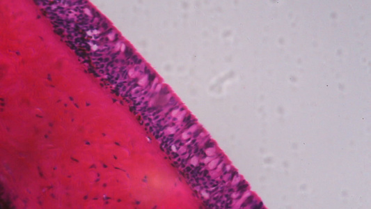 显微镜下无齿目鳃纤毛上皮—白色背景中的抽象粉色和紫色视频