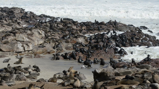 世界上最大的海豹聚居地之一的毛海豹视频