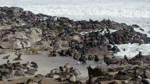 世界上最大的海豹聚居地之一的毛海豹30秒视频