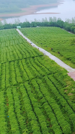 茶园航拍中华茶博园43秒视频