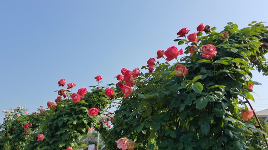 花园盛开的玫瑰花衡阳金甲玫瑰园4k实拍视频