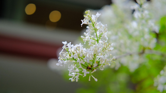 春天在微风中盛开的丁香花视频