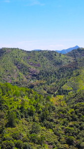 4A风景区丽水东西岩山脉自然森林航拍合集视频