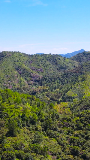 4A风景区丽水东西岩山脉自然森林航拍合集76秒视频