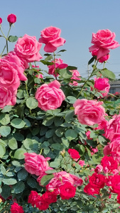 花园盛开的玫瑰花衡阳金甲玫瑰园4k实拍视频