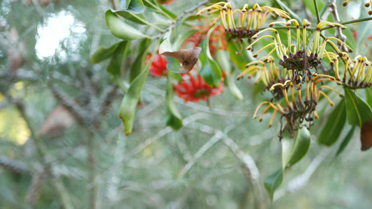 火轮树红花美国加利福尼亚州澳大利亚白牛柳栎stenocarpus视频