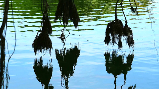 Banyan树在湖泊水面上摇动的反射根根4视频