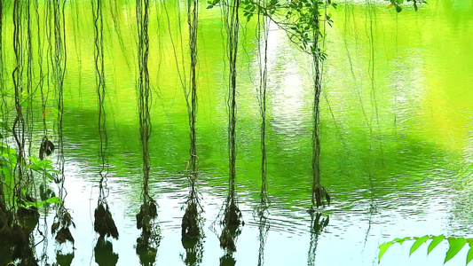 Banyan树在湖中水面的摇摆根3视频