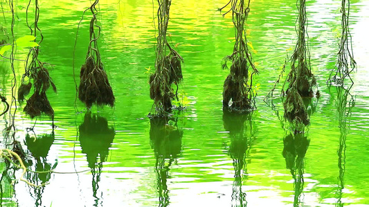 Banyan树在湖泊水面上摇动的根视频