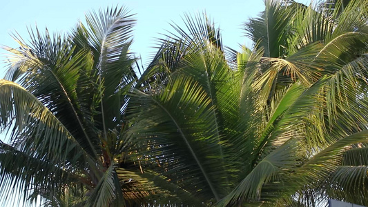 棕榈树细节视频