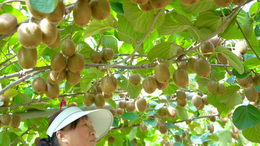 新鲜猕猴桃种植基地视频