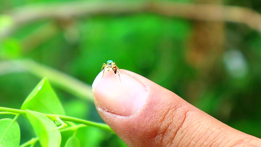 蜘蛛在园艺人手指上跳舞花园绿叶模糊视频