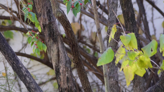 【镜头合集】树枝上的鸟类喜鹊夜莺翠鸟飞禽小鸟视频