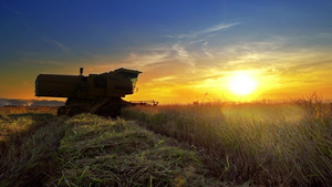 秋季日落时收割小麦的田野风景20秒视频