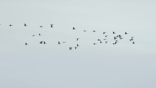 天空中鸟类鸟群飞翔视频