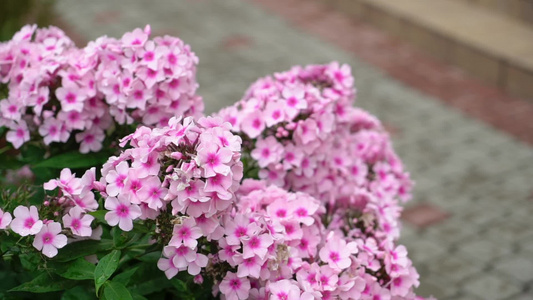 美丽的杂花花朵视频