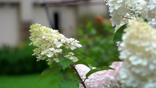 美丽的杂花花朵视频