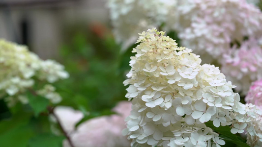 美丽的杂花花朵视频