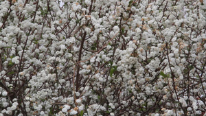 白色花朵的浪漫在春天时在风中摇动19秒视频