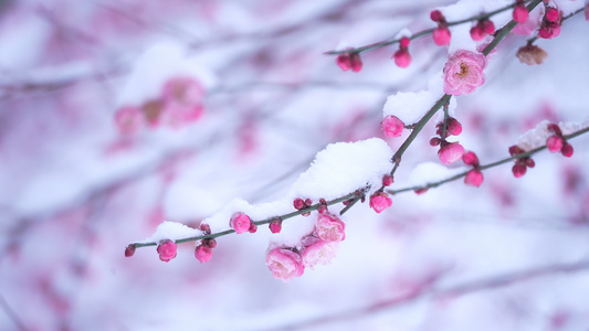 雪中的梅花视频