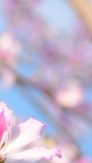 紫荆花红花羊蹄甲13秒视频