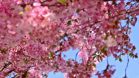 花樱树的枝叶视频