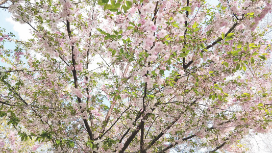 粉红樱花花视频