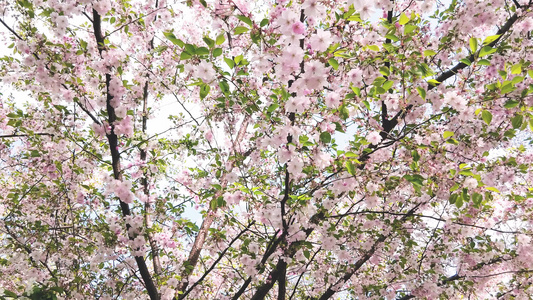 粉红樱花花视频