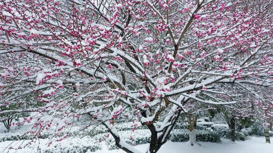 雪中的梅花视频