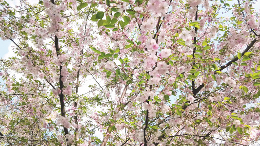 粉红樱花花视频