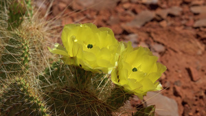 仙人掌植物的黄色花朵39秒视频