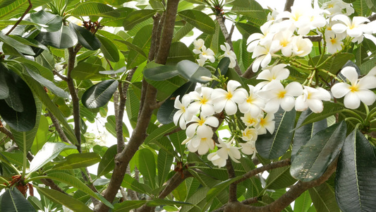 许多异国情调的白花盛开的鸡蛋花鸡蛋花Leelawadee视频