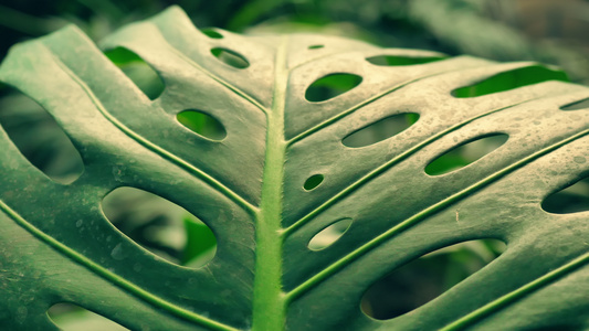 外来植物的大绿叶视频